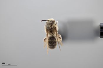Media type: image;   Entomology 774170 Aspect: habitus dorsal view